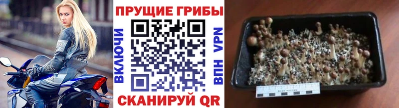 Купить закладки  Октябрьский  Галлюциногенные грибы Psilocybe 